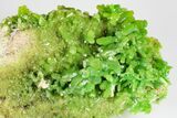 Apple-Green Pyromorphite Crystal Cluster - China #179822-2